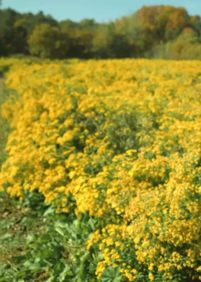 Campo de flores amarillas de cultivo propio